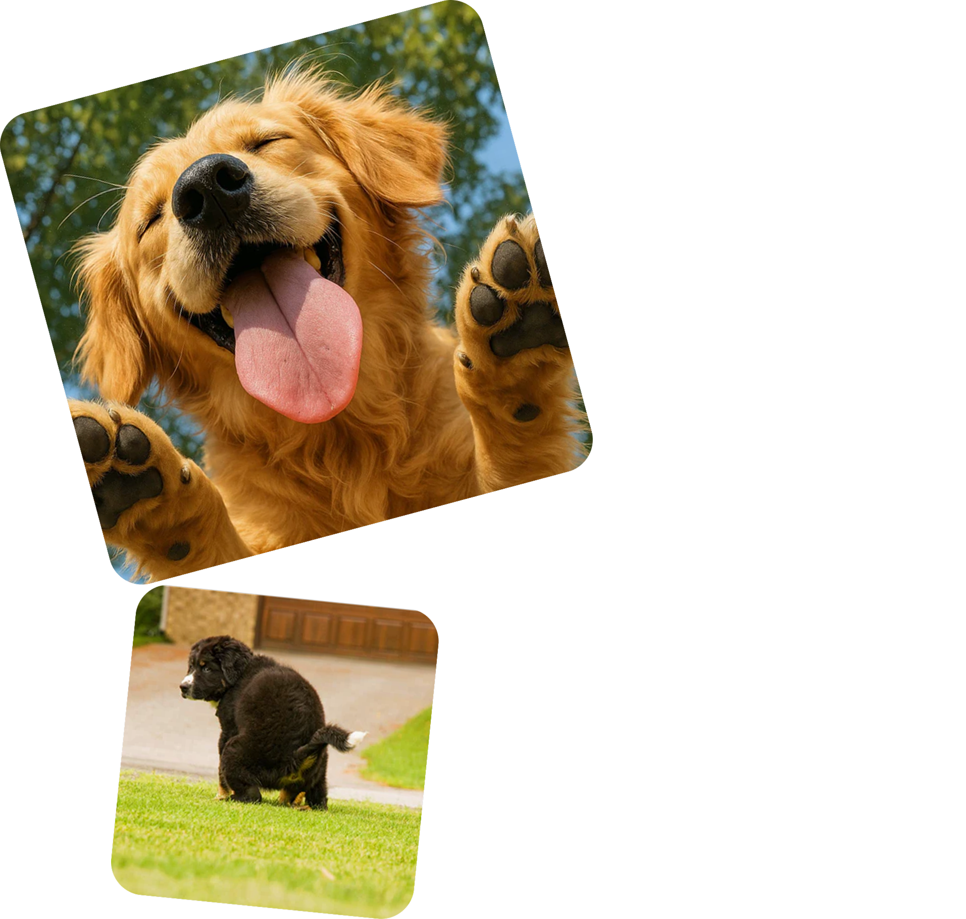 Happy Golden Retriever